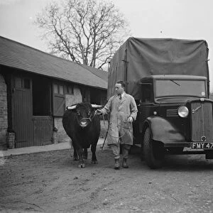 A bull being led awayaafter being unloaded from a truck. 1937