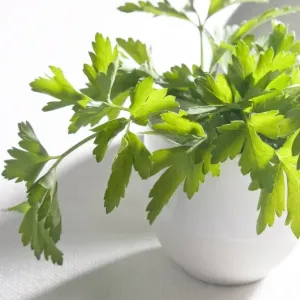 Bunch of flat parsley in small ceramic cup credit: Marie-Louise Avery / thePictureKitchen