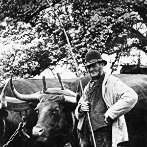 c 1900 Cowboy with Oxen A team of oxen with their driver, probably in Sussex