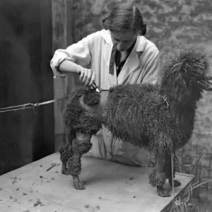 At a canine beauty parlour, Knightsbridge, London. Preparing dogs for a show. Shearing