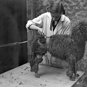 At a canine beauty parlour, Knightsbridge, London. Preparing dogs for a show. Shearing