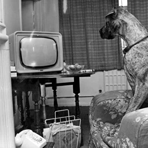 Canine Film Star. British number one beautiful brown eyed Great Dane called Junie