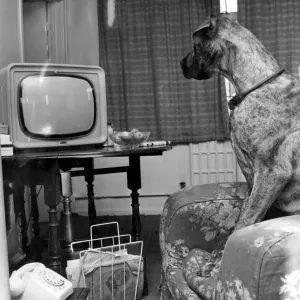 Print of Junie the Great Dane Print of Junie the Great Dane