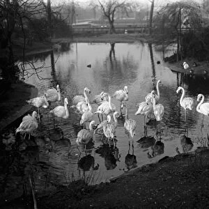 Casting their shadows on the waters. The flamingoes figure in a pretty scene at the London Zoo