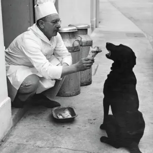 Le chef Andrew Schillar donne un os à un chien par l'entrée latérale de sa cuisine. sans date. Le chef Andrew Schillar donne un os à un chien par l'entrée latérale de sa cuisine. sans date.