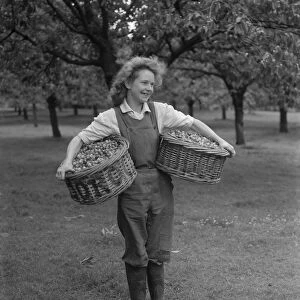 Cherry picking at a farm near Gravesend in Kent June 1946