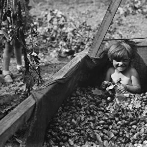 Children help hop picking. 1935