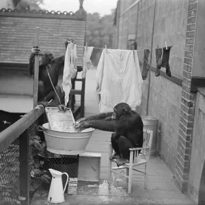 The chimps washing! Peter hangs out the clothes. When Peter and Jackie, the London The chimps washing! Peter hangs out the clothes. When Peter and Jackie, the London