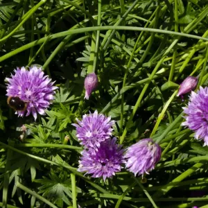 Chive flowers growing in garden with bees. credit: Marie-Louise Avery / thePictureKitchen Chive flowers growing in garden with bees. credit: Marie-Louise Avery / thePictureKitchen