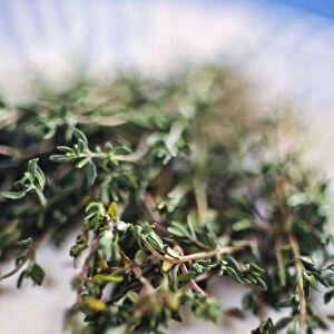 Close up of bunch of fresh thyme credit: Marie-Louise Avery / thePictureKitchen