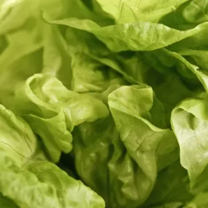 Close-up Print of Whole Butter Lettuce