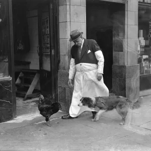 Cock that charmed a butcher, is the enemy of all dogs !. Billy, cock whose charming Cock that charmed a butcher, is the enemy of all dogs !. Billy, cock whose charming