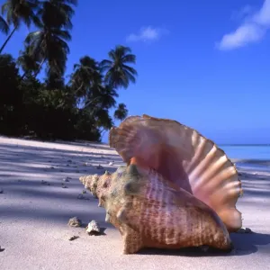 Conch Shell Print on Tropical Island Beach Conch Shell Print on Tropical Island Beach