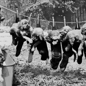 Cute puppies hanging on the line