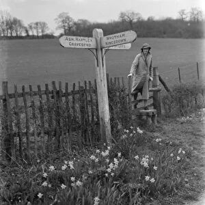 Daffodils growing by the wayside near Stansted, Kent. 1937