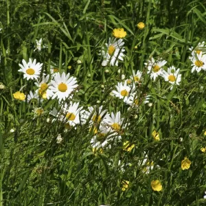 Daisies and Buttercups Print, Churchyard Scene in Sussex