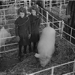 Dartford Fs Show. Pig and twins. 1934