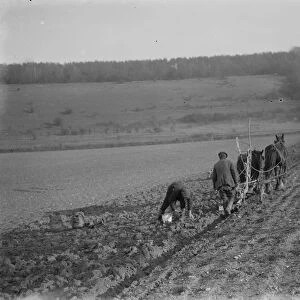 Digging up parsnips in Kent. 1937