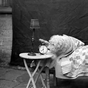 Dog in bed with alarm clock. 1932