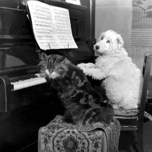 Dog and cat playing the piano