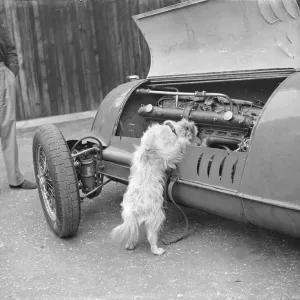 A dog checks the engine of a racing car. 1939 A dog checks the engine of a racing car. 1939