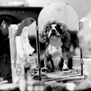 Dog doing tricks - dressed up in wig in front of mirror