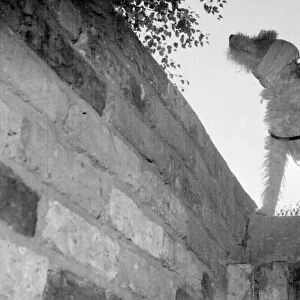 Dog with his ears bandaged against the noise of the bombs goes down into the air