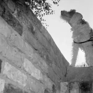 Dog with his ears bandaged against the noise of the bombs goes down into the air Dog with his ears bandaged against the noise of the bombs goes down into the air