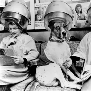 Dog at the hairdresser