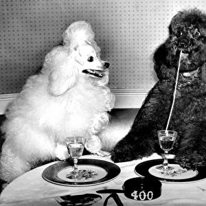 Dog socialites Candide and Koko on right have a dinner martini at the 400 Restaurant