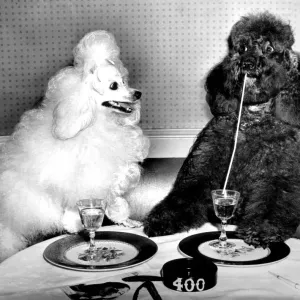 Dog socialites Candide and Koko have a dinner martini at the 400 Restaurant Print Dog socialites Candide and Koko have a dinner martini at the 400 Restaurant Print