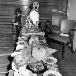 A Dogs Dinner, 19th August 1963 In honour of his first birthday, dalmation Shawclough