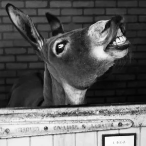Donkey - Linda Print at London Zoo Donkey - Linda Print at London Zoo