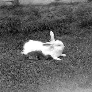 Duckling and Rabbit. 1934 Duckling and Rabbit. 1934
