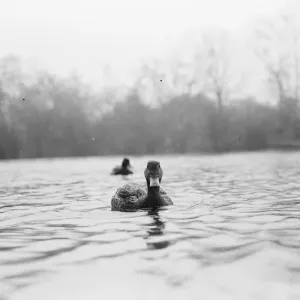 Ducks floating on the water. 1939