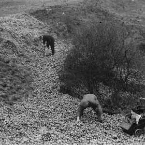 Dumping apples on Green Street Green in Dartford, Kent. 1937