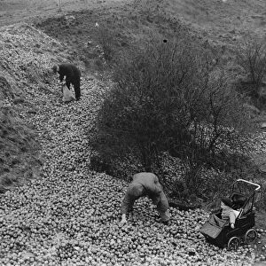 Dumping apples on Green Street Green in Dartford, Kent. 1937