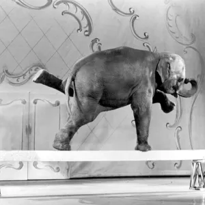 Elephant performs tricks for camera rehearsal at London Palladium print Elephant performs tricks for camera rehearsal at London Palladium print