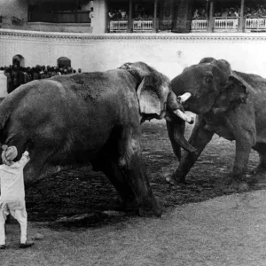 Elephant fighting during the Maharajah of Barodas birthday 21 January 1948 Elephant fighting during the Maharajah of Barodas birthday 21 January 1948