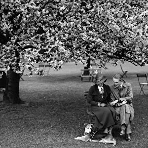 Enjoying the almond blossom in Kent - 1935 A TopFoto