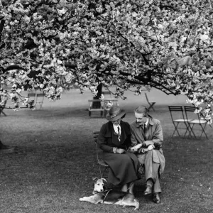 Enjoying the almond blossom in Kent - 1935 A TopFoto Enjoying the almond blossom in Kent - 1935 A TopFoto