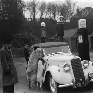 A ewe and her dog in a sports car, West Malling print A ewe and her dog in a sports car, West Malling print
