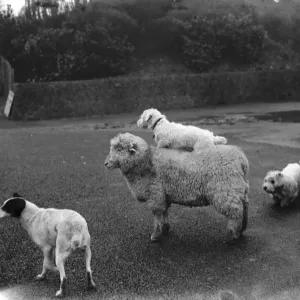 A ewe with a dog on her back in West Malling. 1937 A ewe with a dog on her back in West Malling. 1937
