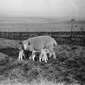 A family party. The lambing season is in progress in Dorset, where this photograph