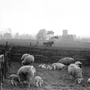 Farm scene in Kent in the early spring. Between the wars