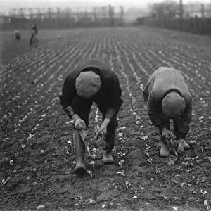 Farm workers planting lettuce by hand on a field in Hextable, Kent. 1937
