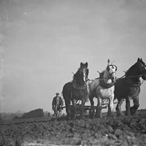 A farmer and his horse team harrowing a field in Bexley. 1938
