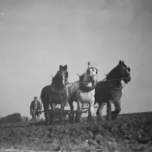 A farmer and his horse team harrowing a field in Bexley. 1938