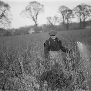 A farmer sprays his currants. 1936 A farmer sprays his currants. 1936