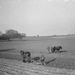 Farmers and there horses plough work together to work the field near Plum Lane